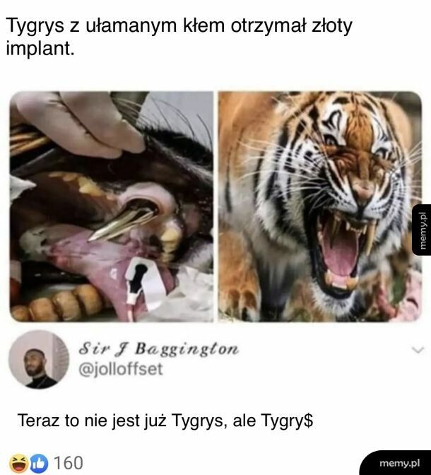 Tygry$$$