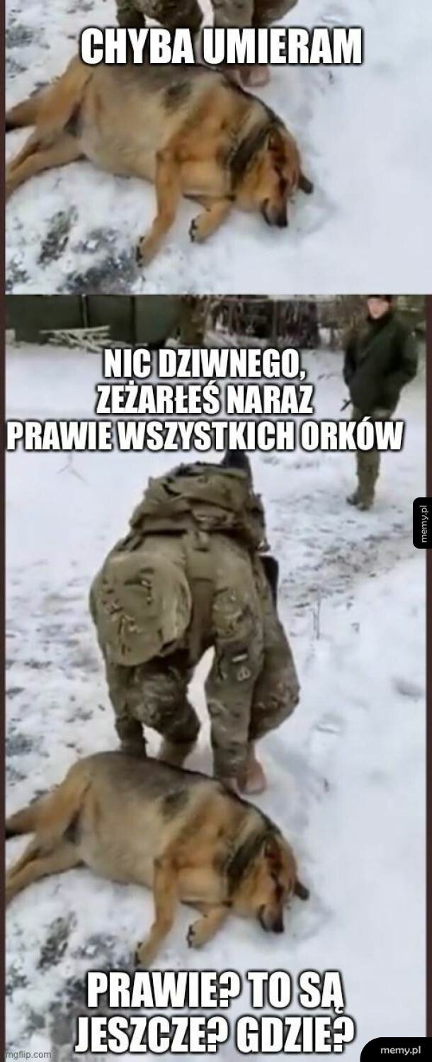 Orkowie