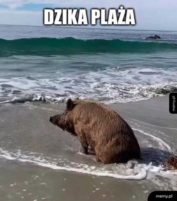 Dzika plaża