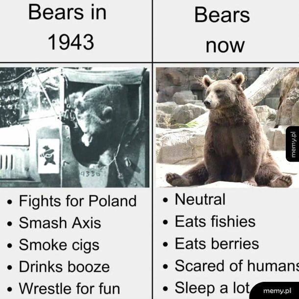 Już nie ma takich niedźwiedzi