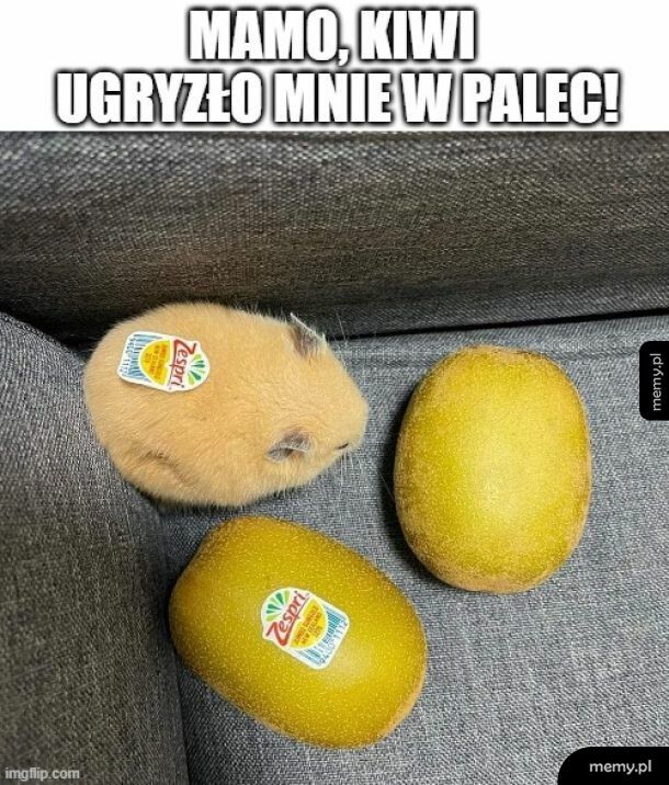 I zwiało pod fotel