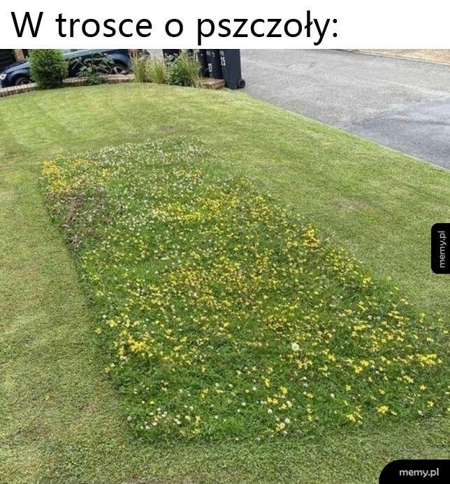 W trosce o pszczoły