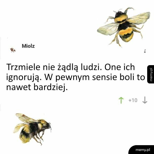 Trzmiele