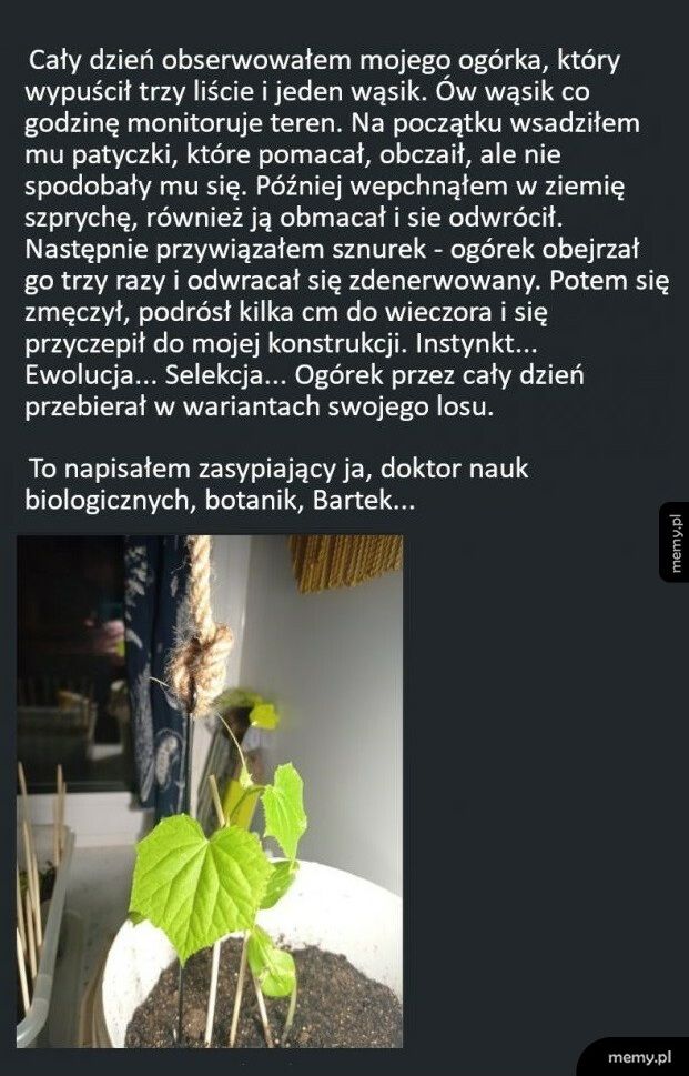 Obserwacja ogórka