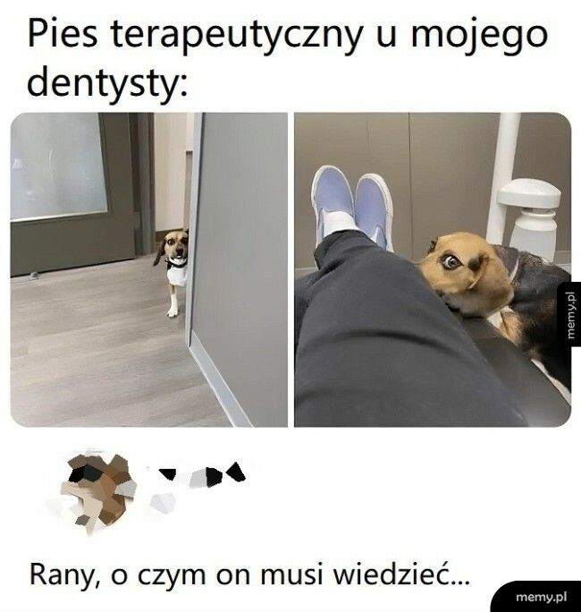 Pies terapeutyczny