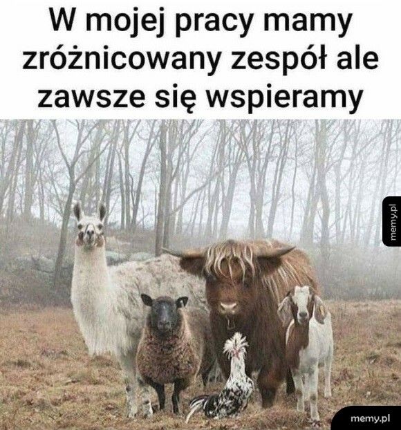 Zróżnicowany zespół