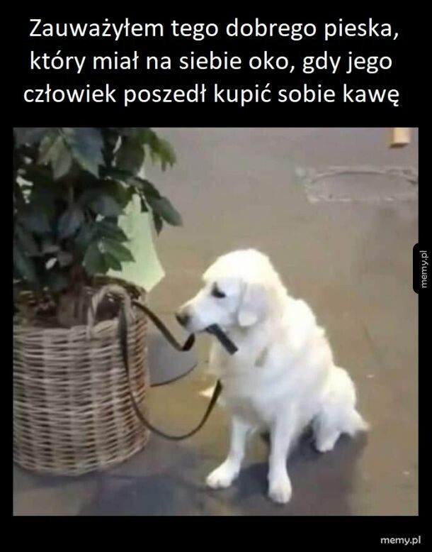 Dobry piesek