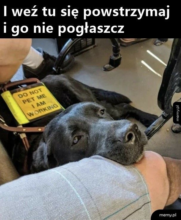 I jak tu nie pogłaskać?