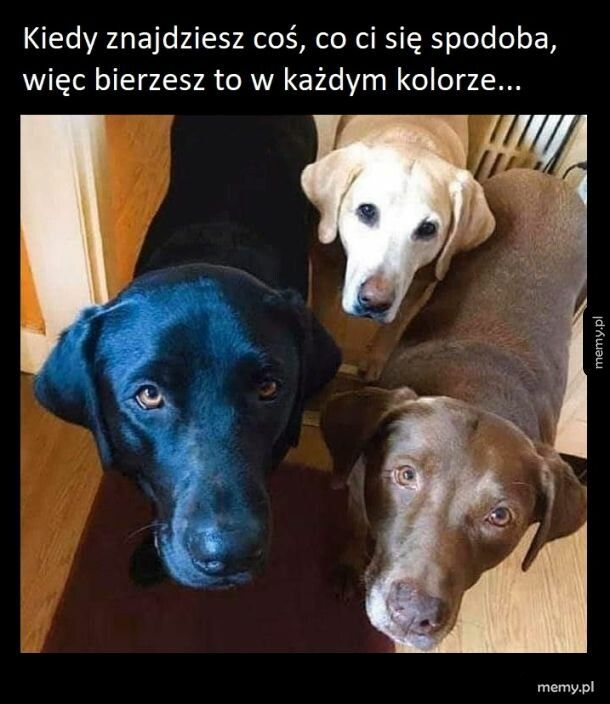 Mam je wszytskie