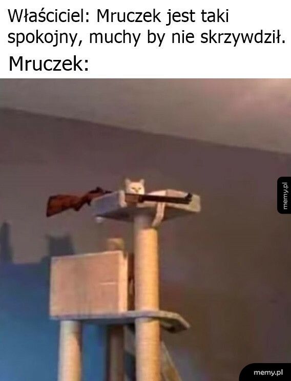 Spokojny Mruczek