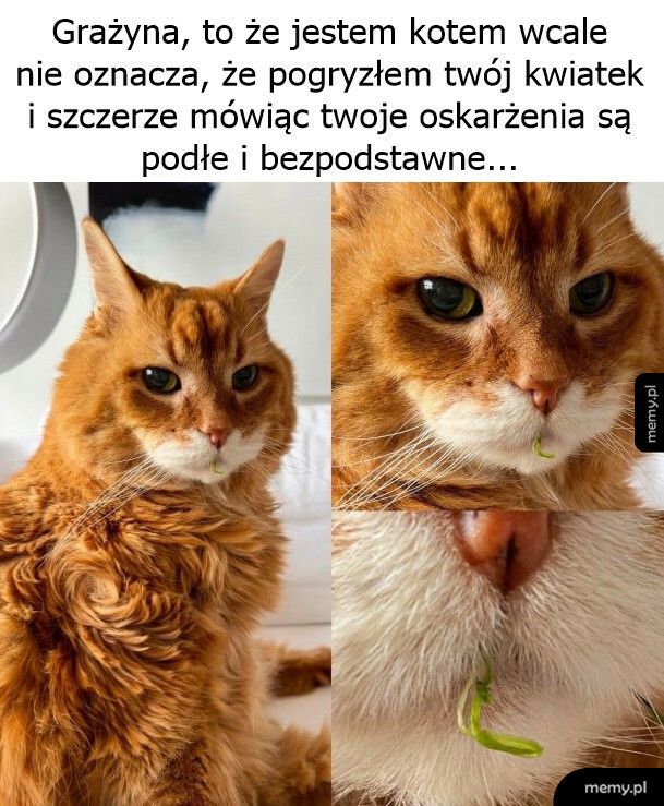 Podłe i bezpodstawne oskarżenia