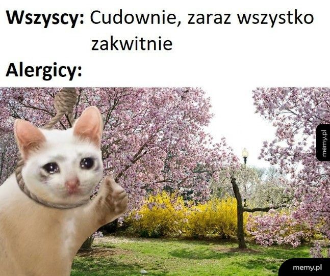 Wiosna i alergicy