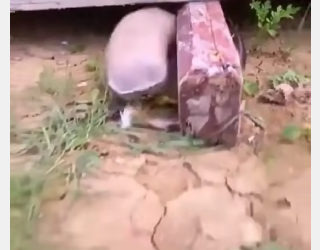 Co to za parówa? - Memy.pl