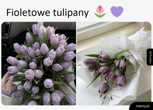 Fioletowe tulipany