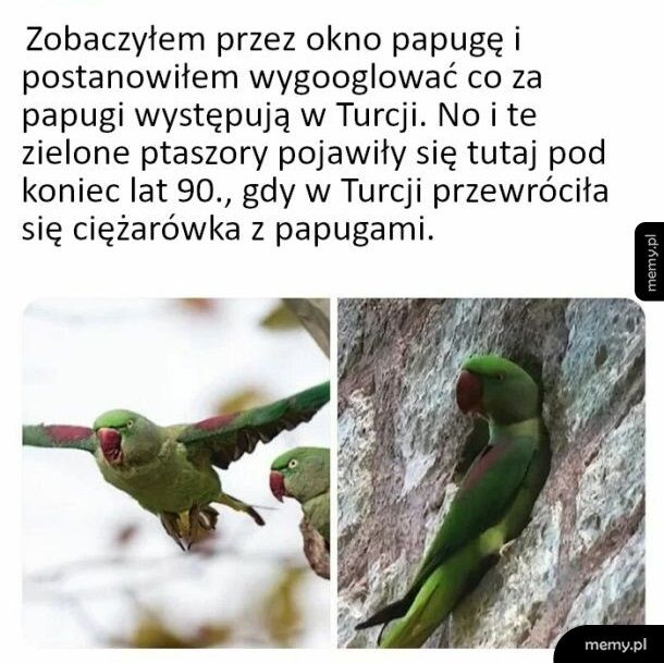 Papugi w Turcji