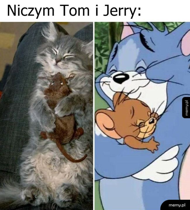 Niczym Tom i Jerry