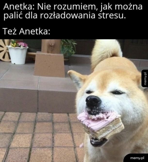 Anetka