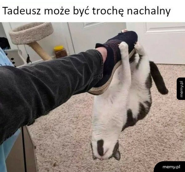 Kot Tadeusz