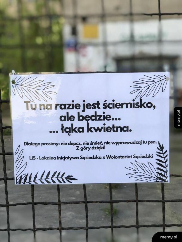 Łąka kwietna