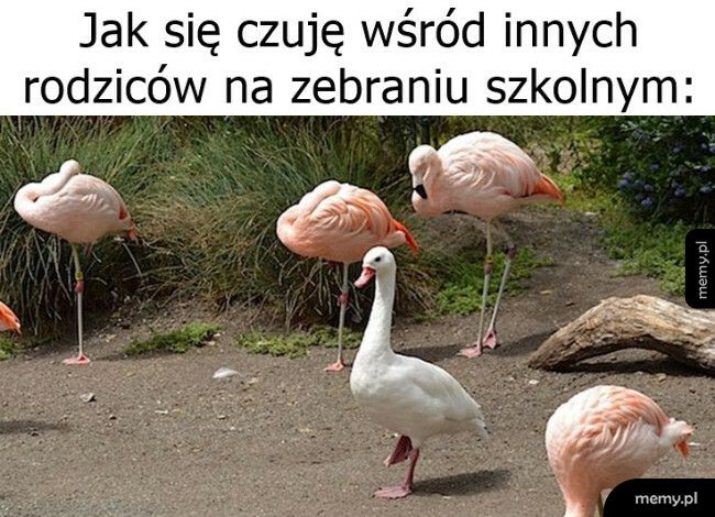 Zebranie szkolne