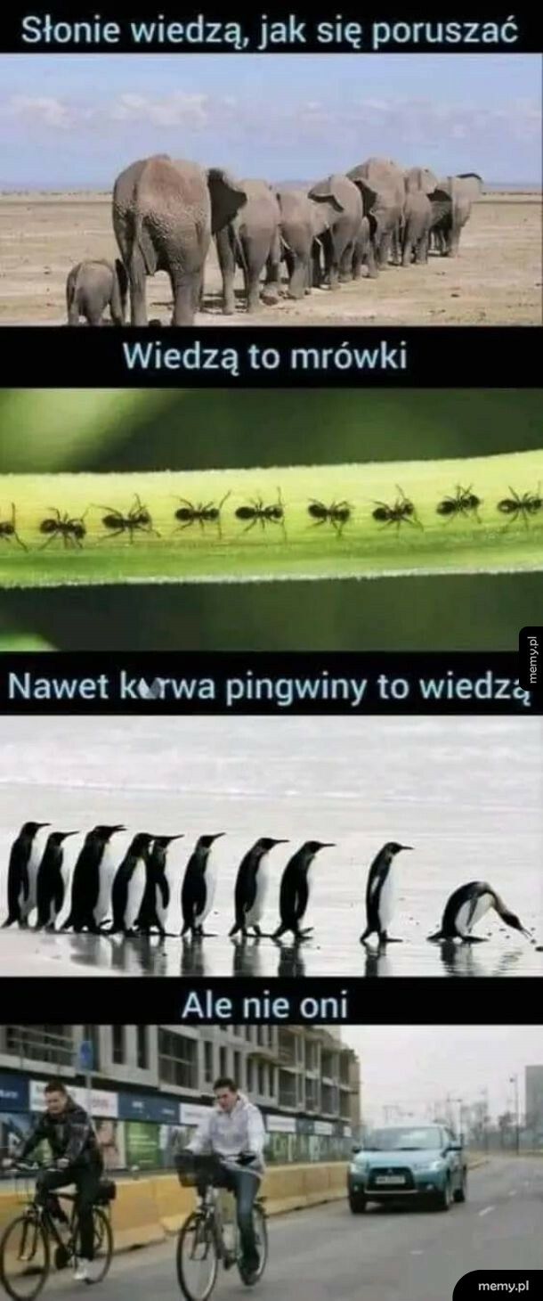 Rowerzyści