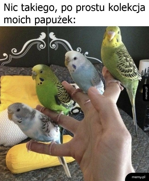 Kolekcja papug