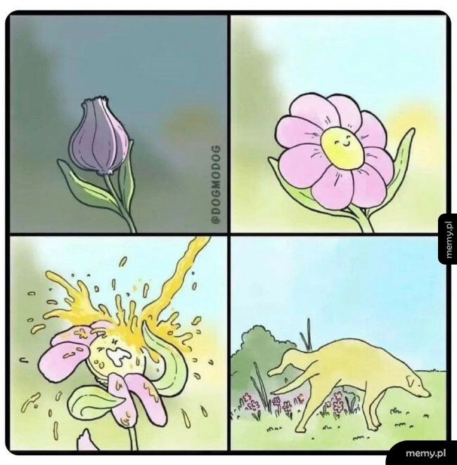 Z życia kwiatka