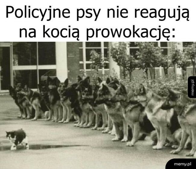 Policyjne psy