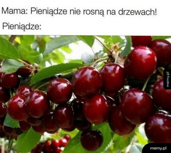 Pieniądze na drzewach