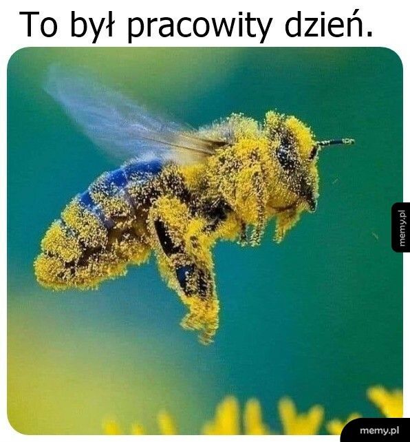 Pracowity dzień