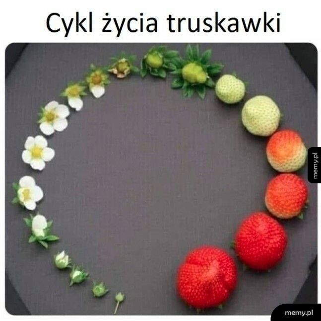 Cykl życia truskawki