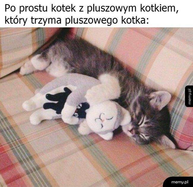 Kotek z pluszowym kotkiem