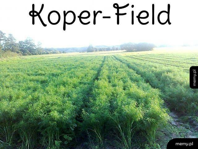 Koper-Field
