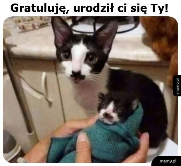 Gratulacje