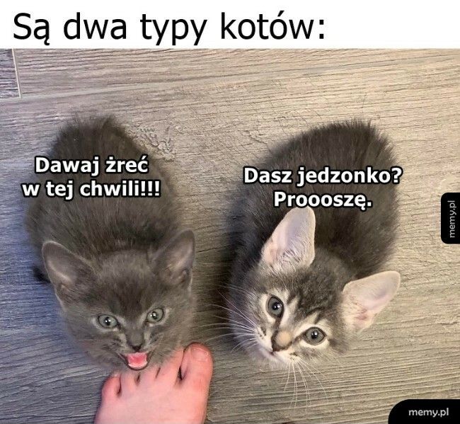 Dwa typy kotów
