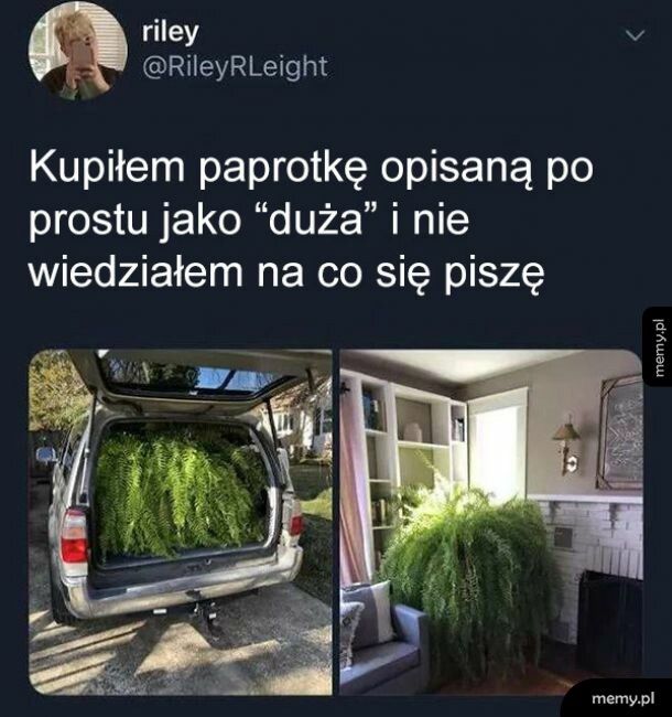 Paprotka