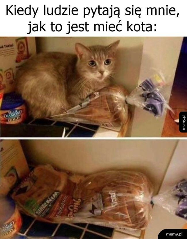 Jak to jest mieć kota