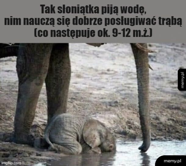Pijące słoniątko