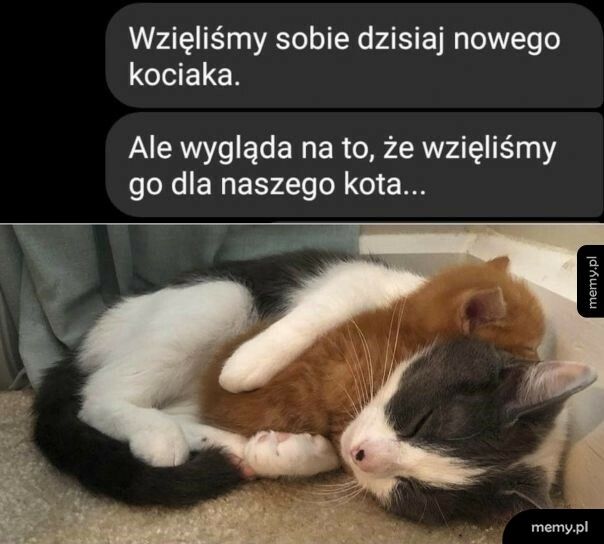 Nowy kociak w domu