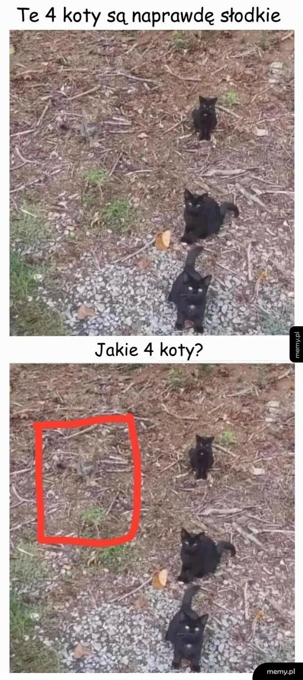 4 kotki