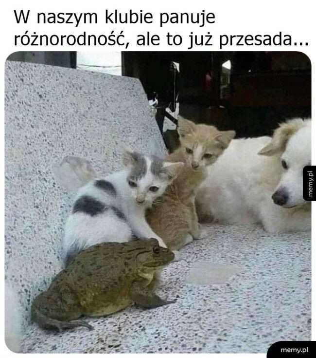 Różnorodność