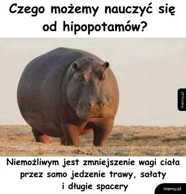 Czego możemy nauczyć się od hipopotamów