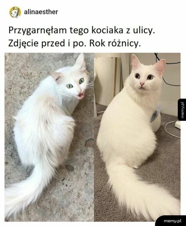 Kociak z ulicy