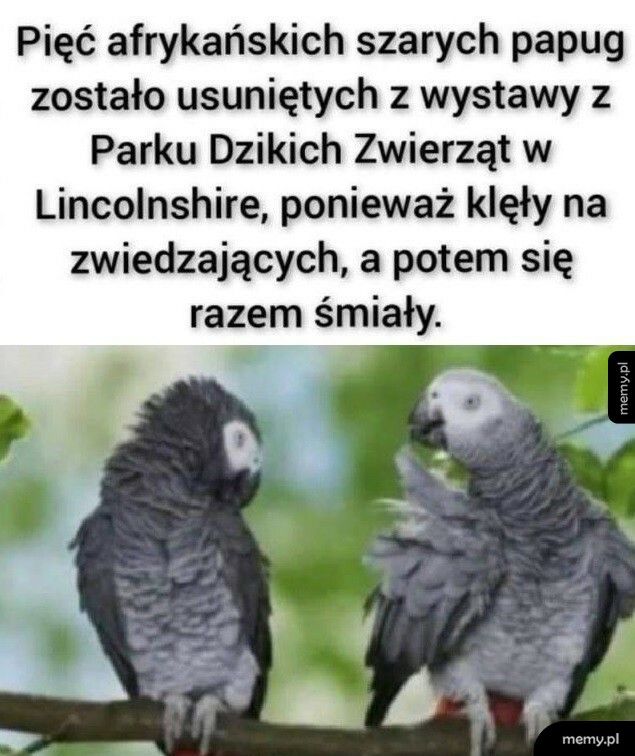 Niegrzeczne papugi