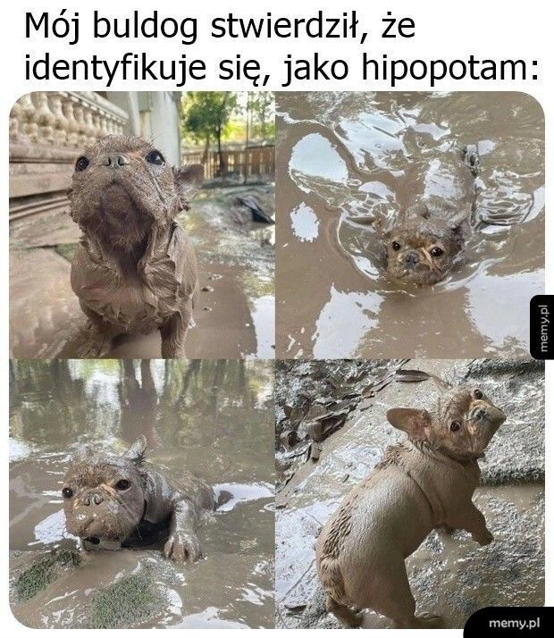 Identyfikacja