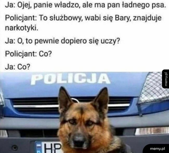 Pies służbowy