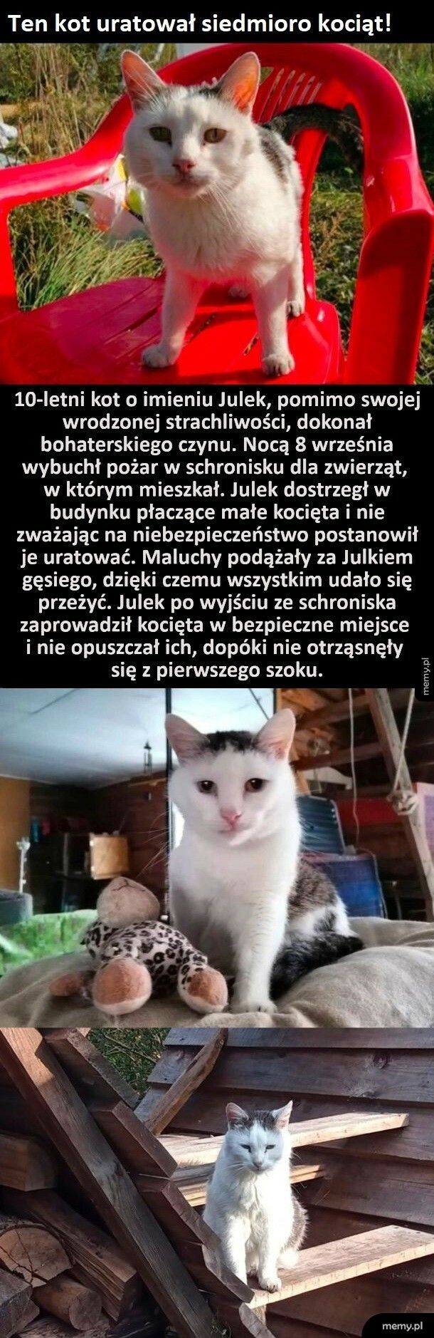 Historia kota Julka i jego wielkie bohaterstwo