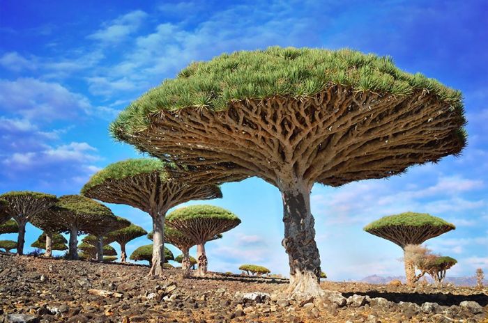 Dracaena cinnabari, Sokotra, Jemen.