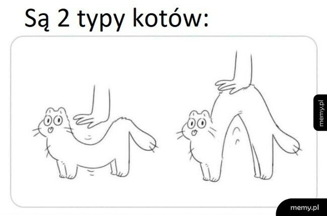 2 typy kotów