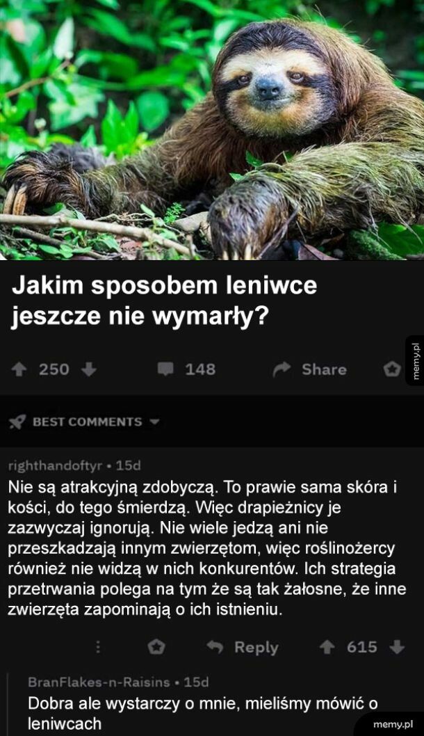 Dlaczego leniwce jeszcze nie wymarły